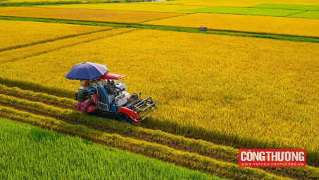 Gạo xuất khẩu: Giá cao, doanh nghiệp vẫn lo lợi nhuận giảm