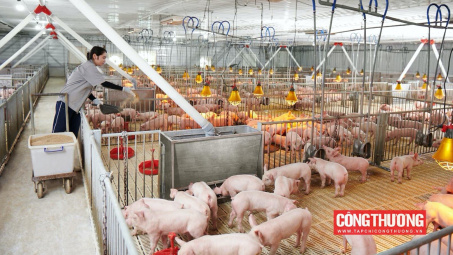 Giá heo hơi hôm nay 26/8: Giá tiếp tục giảm, xuống dưới 60.000 đồng/kg trên cả nước