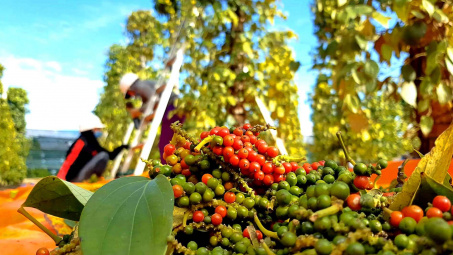 Giá tiêu hôm nay 26/8: Tăng ngày thứ 2 liên tiếp, lấy lại mức 72.000 đồng/kg