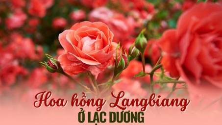 Hoa hồng Langbiang ở Lạc Dương