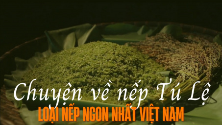Chuyện về nếp Tú Lệ - Loại nếp ngon nhất Việt Nam
