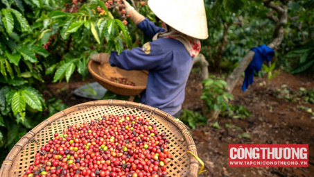 Giá cà phê hôm nay 26/8: Tiếp tục tăng, xuất khẩu cà phê năm nay sẽ đạt mức cao kỷ lục