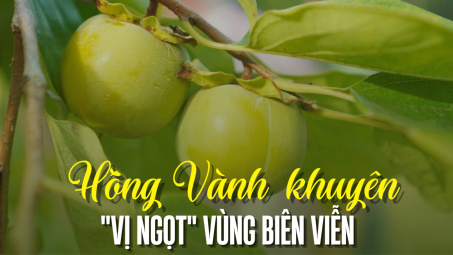 Hồng Vành khuyên - “Vị ngọt” vùng biên viễn