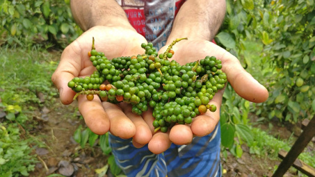 Giá tiêu hôm nay 29/8: Dự báo xuất khẩu tiêu của Việt Nam sẽ giảm trong quý 4/2023