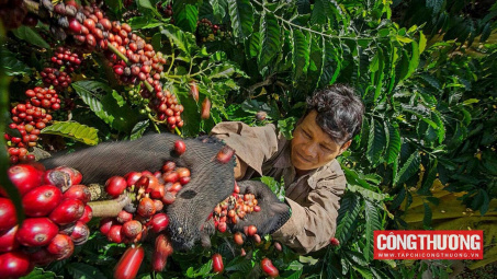 Giá cà phê hôm nay 29/8: Tiếp tục tăng nhẹ, tiến sát mốc 66.000 đồng/kg