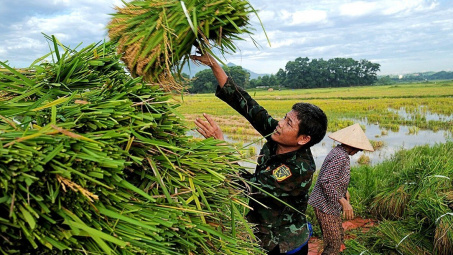 Giá gạo xuất khẩu Việt Nam vượt xa Thái Lan, thị trường "nín thở" đợi sản lượng vụ Hè Thu