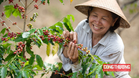 Giá cà phê hôm nay 3/8: Giá tại khu vực Tây Nguyên tiếp tục tăng, lên mức cao lịch sử