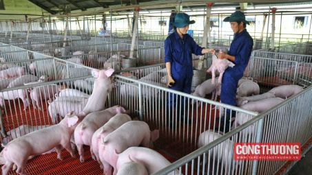 Giá heo hơi hôm nay 03/8: Tăng trở lại tại một số nơi, dự báo giá về quanh mức 70.000 đồng