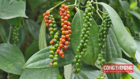 Giá tiêu hôm nay 03/8: Tiếp tục xu hướng tăng, đã có địa phương tiệm cận mốc 73.000 đồng