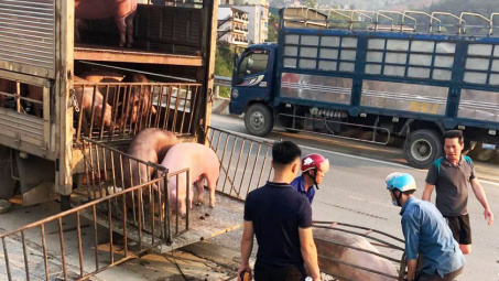 Xử lý nghiêm các trường hợp buôn bán, vận chuyển trái phép lợn qua biên giới vào Việt Nam