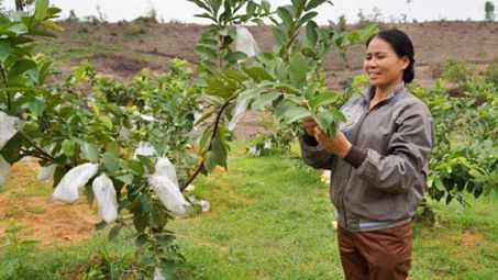 Đất trồng cây lâu năm hết thời hạn sử dụng có bị thu hồi?