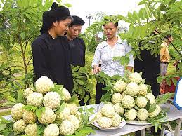 Tái cơ cấu nông nghiệp ở các huyện miền núi