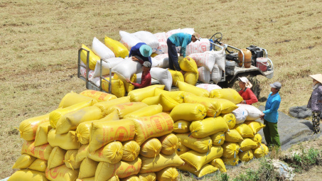 Tăng cường xuất khẩu gạo trước thời cơ "vàng"