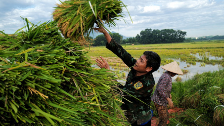 Giá gạo xuất khẩu Việt Nam “tăng từng ngày”, lên mức cao nhất kể từ năm 2008