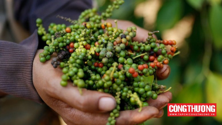 Giá tiêu hôm nay 7/8: Liệu giá còn tiếp tục tăng sau mạch tăng kéo dài 6 ngày liên tiếp?