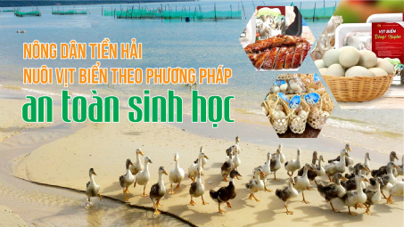 Nông dân Tiền Hải nuôi vịt biển theo phương pháp an toàn sinh học