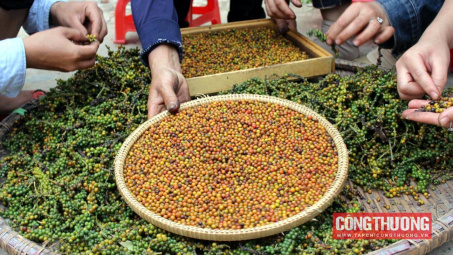 Giá tiêu hôm nay 11/9: Tiêu Việt Nam chiếm tới 79% thị phần tại Hoa Kỳ