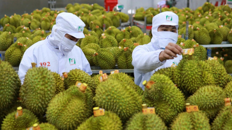 Sớm hoàn tất thủ tục đưa sầu riêng Việt Nam sang Ấn Độ