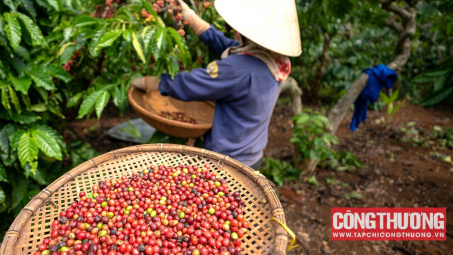 Giá cà phê hôm nay 12/9: Dự báo giá Robusta sẽ neo cao trên mức 64.000 đồng/kg