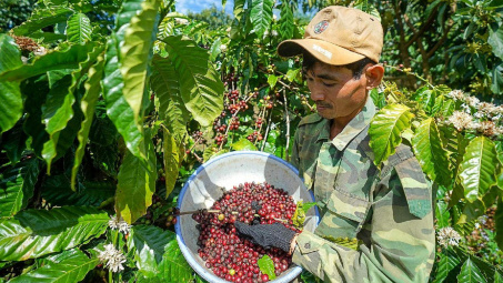 Giá cà phê hôm nay 15/9: Giá và lượng cà phê xuất khẩu của Lâm Đồng tăng mạnh