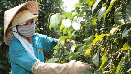 Giá tiêu hôm nay 15/9: Quay đầu giảm tại khu vực Đông Nam Bộ