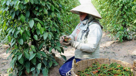 Giá tiêu hôm nay 16/9: Tiếp tục giảm nhẹ, thị trường thế giới có xu hướng ưa chuộng tiêu đen