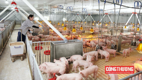 Kỳ vọng gì về triển vọng kinh doanh của Tập đoàn Dabaco (DBC) những tháng cuối năm?