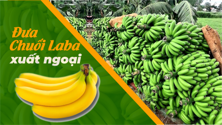 Đưa chuối Laba xuất ngoại