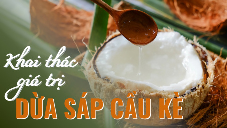 Khai thác giá trị dừa sáp Cầu Kè