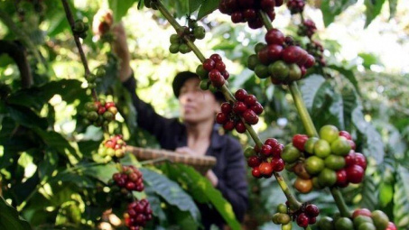 Giá cà phê hôm nay 19/9: Tăng ngày thứ tư liên tiếp, vượt đỉnh lịch sử tại nhiều địa phương