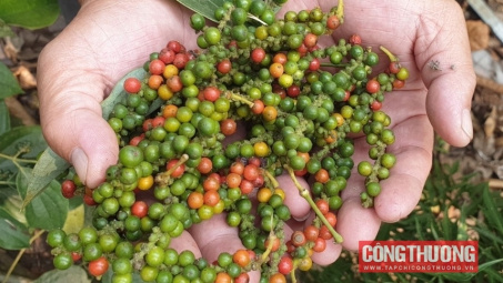 Giá tiêu hôm nay 19/9: Mục tiêu xuất khẩu tỷ USD của hồ tiêu trong năm nay đối mặt nhiều thách thức