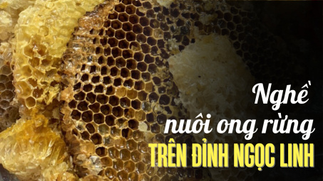 Nghề nuôi ong rừng trên đỉnh Ngọc Linh
