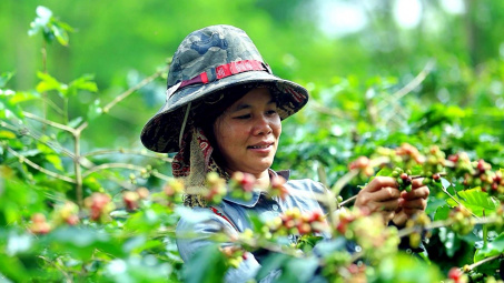 Giá cà phê hôm nay 20/9: Giá cao kỷ lục nhưng hiếm giao dịch