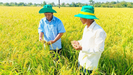 Áp dụng canh tác lúa thông minh giúp tăng lợi nhuận thêm hơn 3,84 triệu đồng/ha