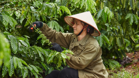 Nestlé dẫn đầu bảng xếp hạng về phát triển bền vững trong sản xuất cà phê