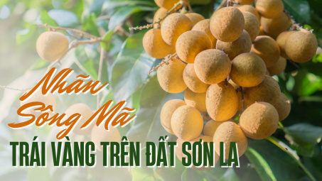 Nhãn Sông Mã - Trái vàng trên đất Sơn La