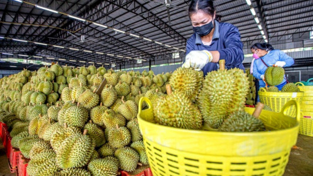 Hoàng Anh Gia Lai (HAG): Sầu riêng cho tỷ suất lợi nhuận 400%, đã xuất khẩu hết lượng thu hoạch