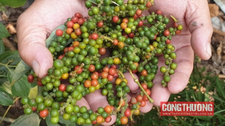 Giá tiêu hôm nay 22/9: Nguồn cung tiêu trong nước 6 tháng tới rất thấp
