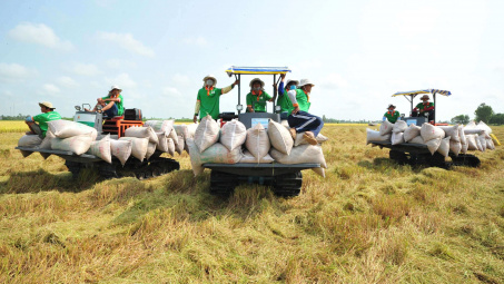 Xuất khẩu gạo năm nay có thể đạt trên 7,5 triệu tấn