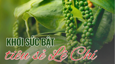 Khơi sức bật tiêu sẻ Lệ Chí