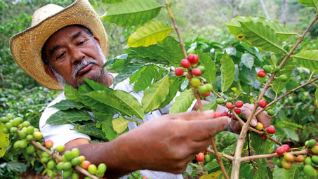 Giá cà phê hôm nay 25/9: Nguồn cung cà phê Brazil sẽ còn tăng cao