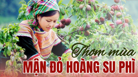 Thơm mùa Mận đỏ Hoàng Su Phì