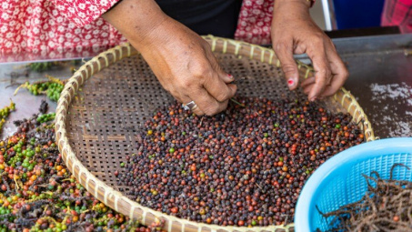 Giá tiêu hôm nay 25/9: Lo ngại thiếu hụt nguồn cung đến tháng 4/2024