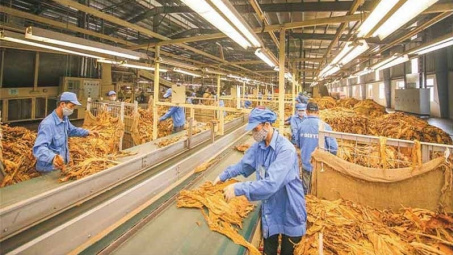 Đề xuất hạn ngạch nhập khẩu thuốc lá nguyên liệu trên 71.800 tấn năm 2024