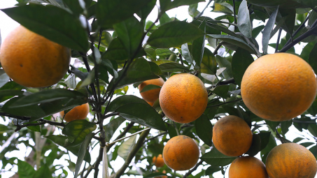 Phân bón Văn Điển: Xanh hóa đất bạc màu cho vùng cam Hòa Bình