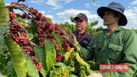 Giá cà phê hôm nay 26/9: Dự báo giá sẽ neo trên mức 64.000 đồng/kg