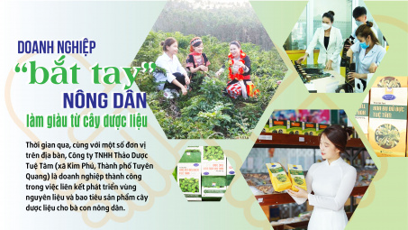 Doanh nghiệp “bắt tay” nông dân làm giàu từ cây dược liệu
