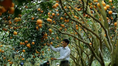 Tái canh cam Cao Phong trong một chu kỳ mới