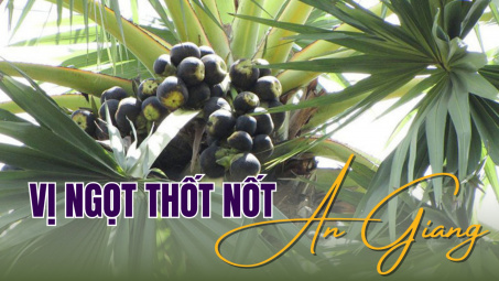 Vị ngọt thốt nốt An Giang