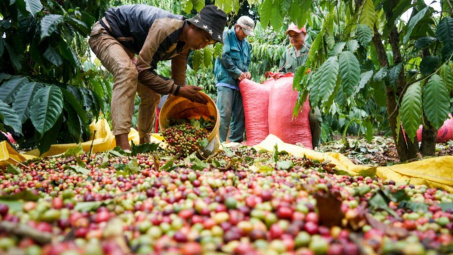 Giá cà phê hôm nay 27/9: Ấn Độ trở thành thị trường xuất khẩu cà phê quan trọng của Việt Nam